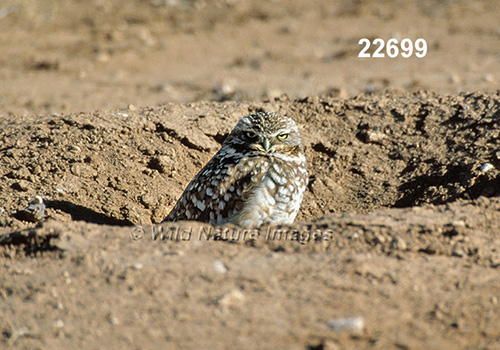 Burrowing Owl (Athene cunicularia)